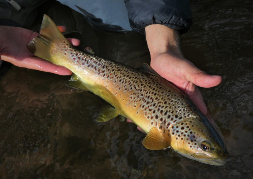 Pandy trout - CT from Cardiff